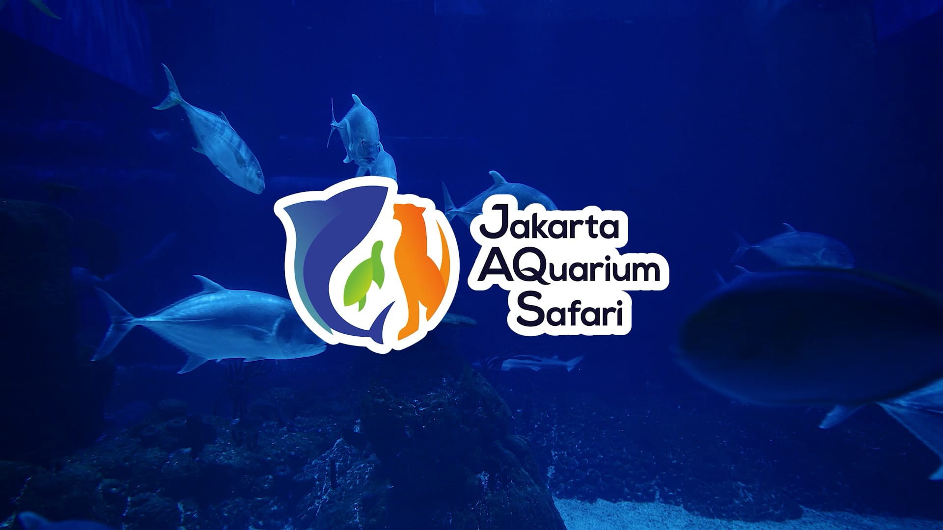 Jakarta Aquarium — Commercial production still 9 by Emerge Productions, Jakarta